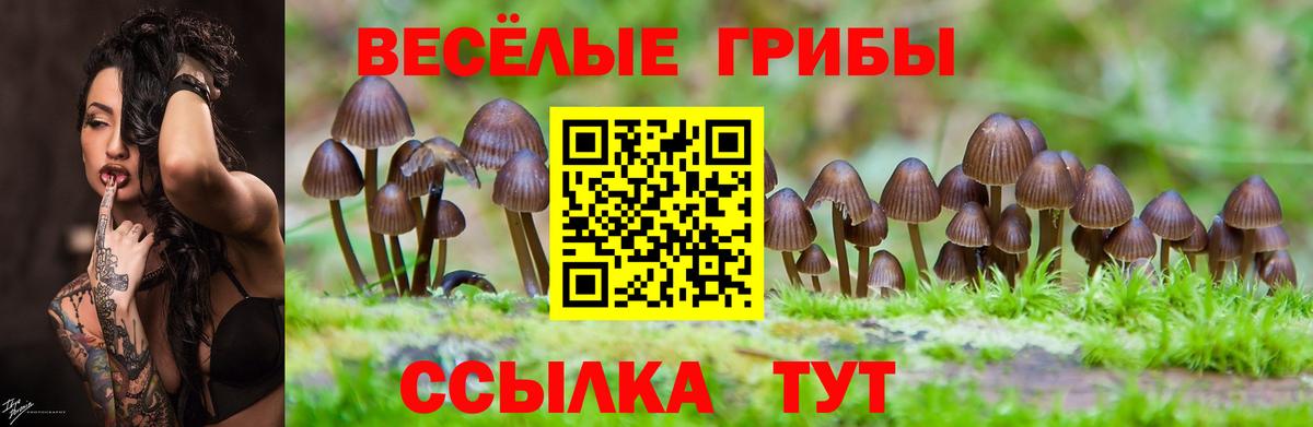 Псилоцибиновые грибы Psilocybe Коммунар